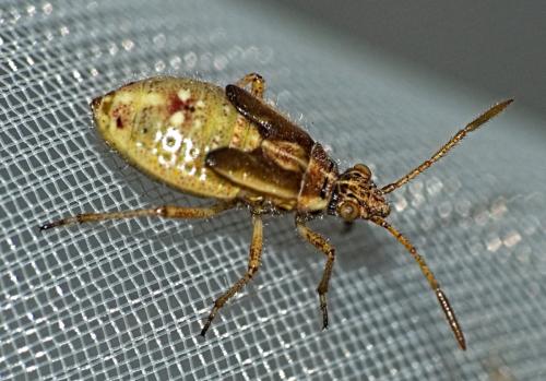 Liorhyssus hyalinus